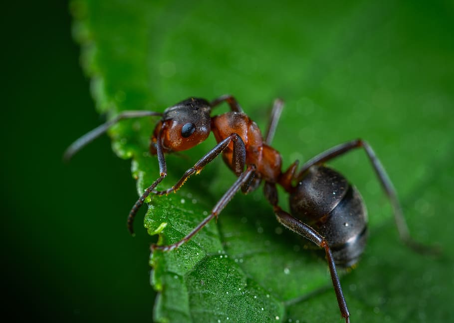 Close Up Photography Of Red Ant On Green Leaf, bug, insect, little HD wallpaper