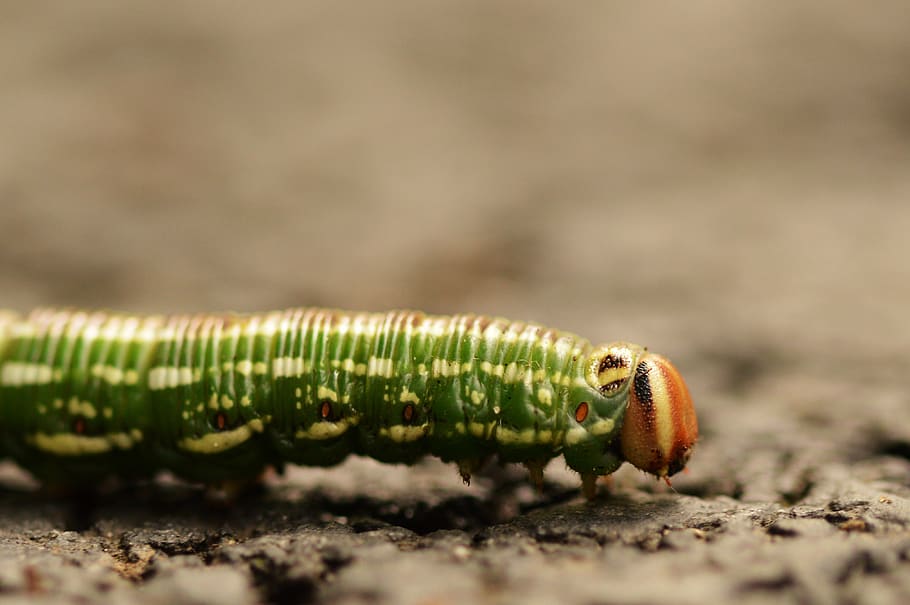 caterpillar, macro, insect, nature, close up, one animal, animal themes HD wallpaper