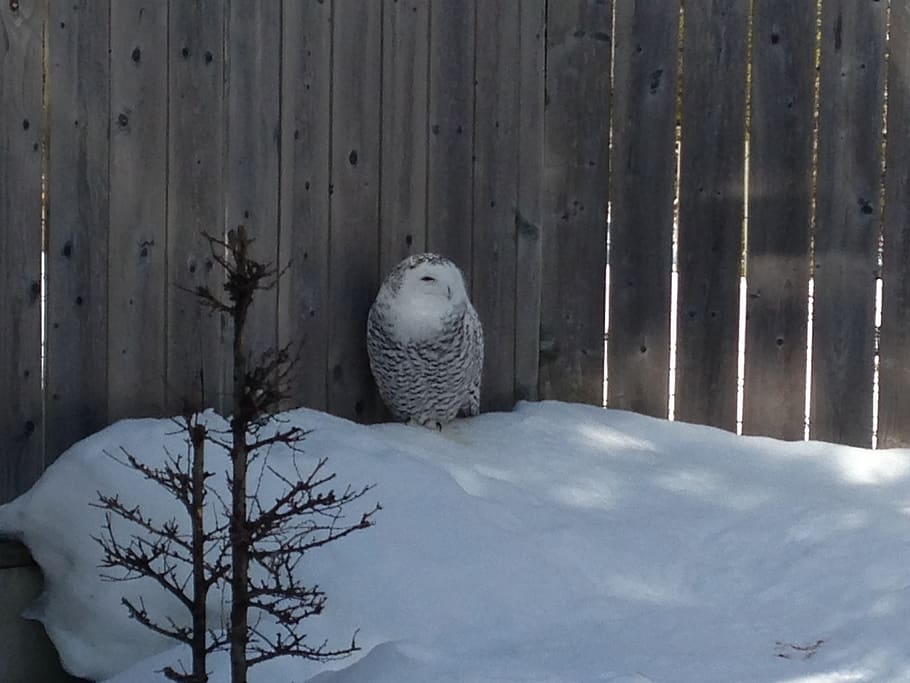 canada, lachute, animal themes, one animal, animal wildlife HD wallpaper