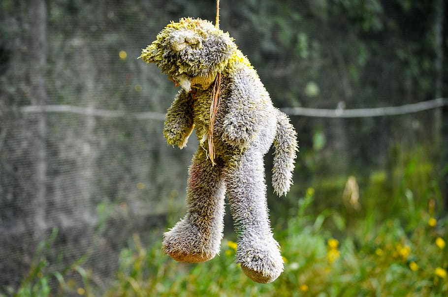teddy, paintball, animal, animal themes, mammal, one animal HD wallpaper