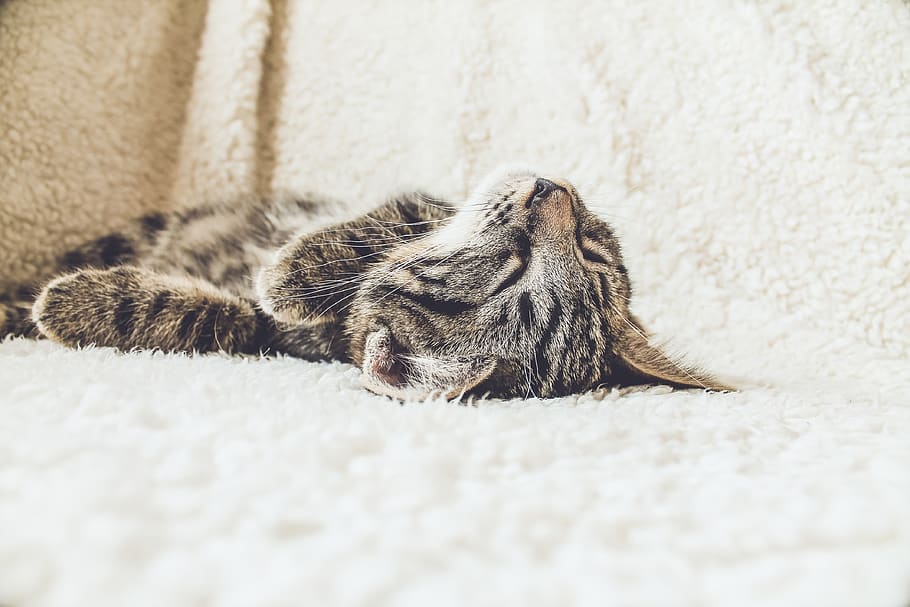 cat, sleeping, tired, pet, animal, one animal, animal themes HD wallpaper