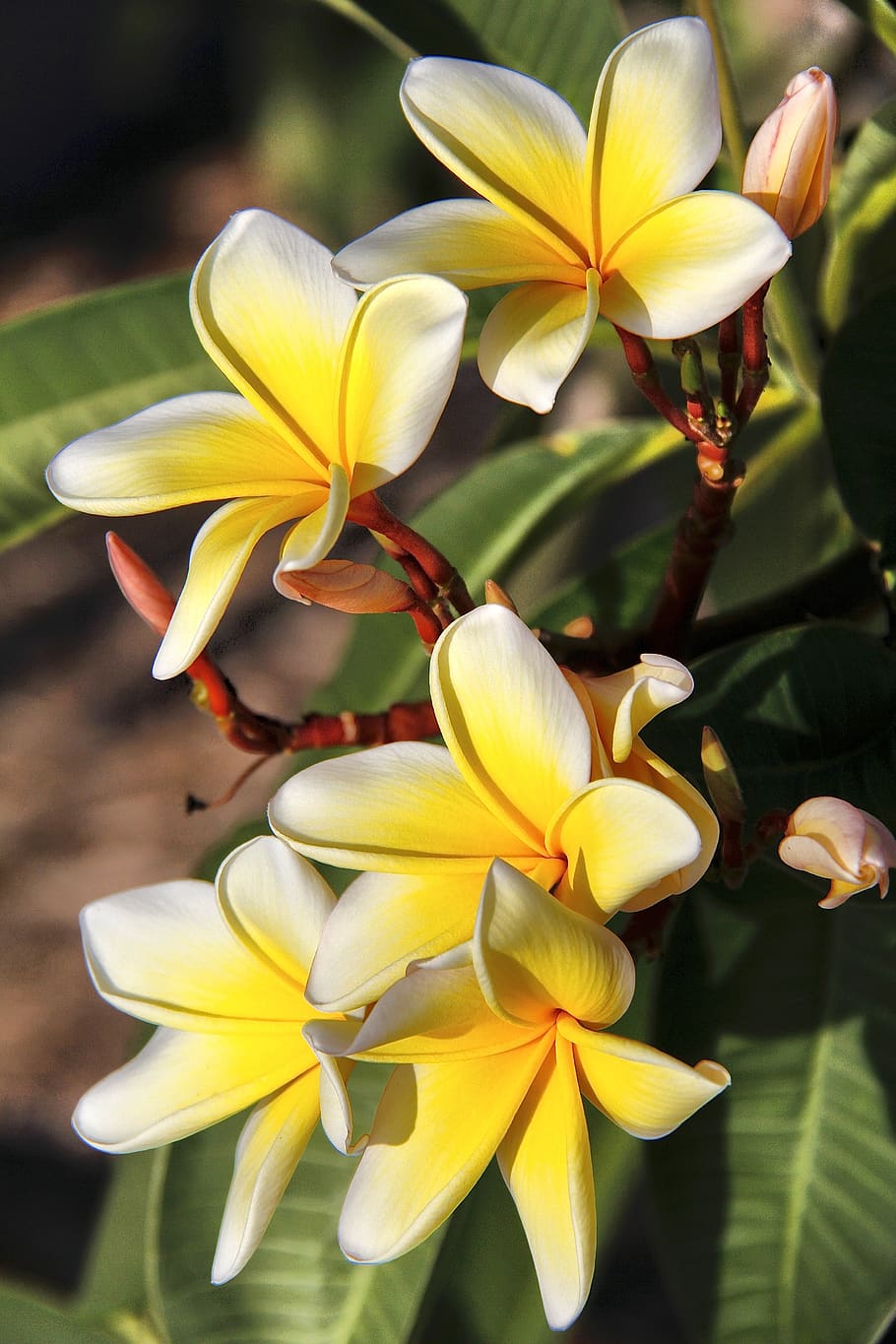 HD wallpaper: plumeria, flower, garden, exotic, blossom, yellow, white