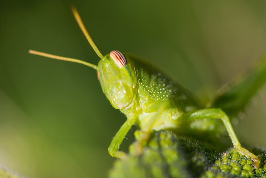 macro, grasshopper, green, insect, nature, animal, summer, insects HD wallpaper