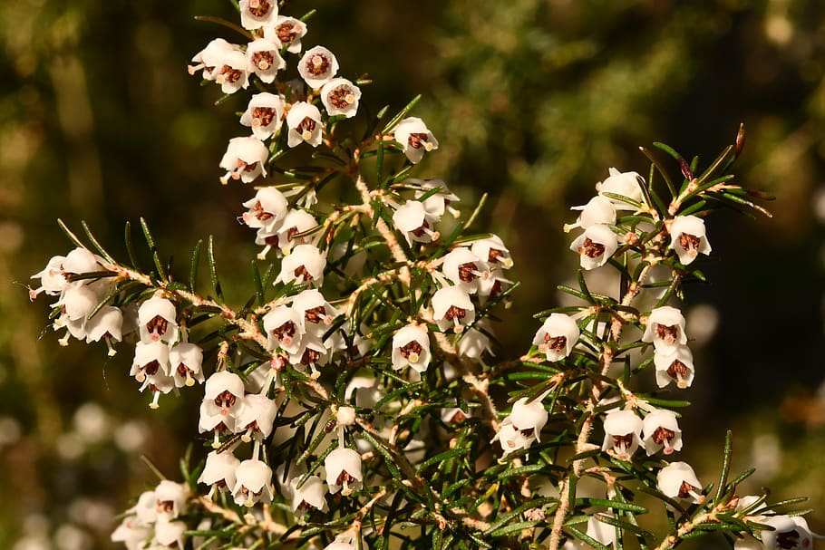 heather, plant, forest, bloom, spring, flower, flowering plant HD wallpaper