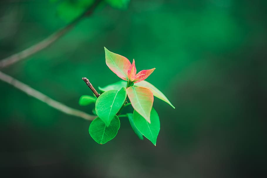 leaf, plant, tree, green, veins, spring, yellow, red, nature HD wallpaper