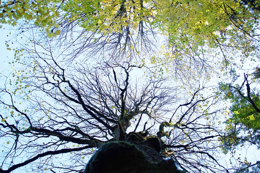 sky, tree, aesthetic, autumn, log, top, structure, leaves, plant HD wallpaper