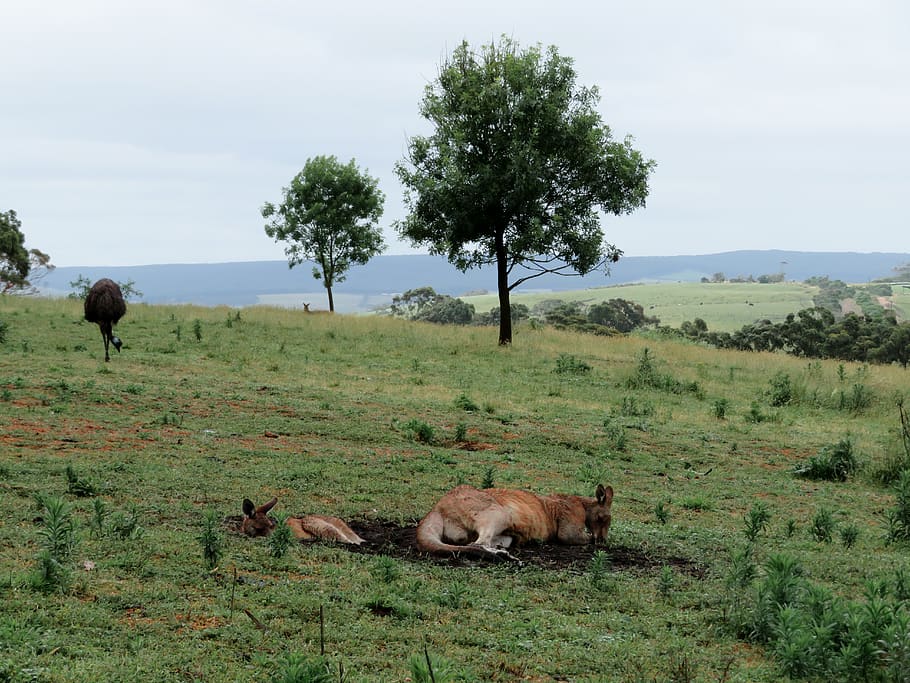 brown kangaroo on grass field, plant, animal, mammal, animal themes HD wallpaper