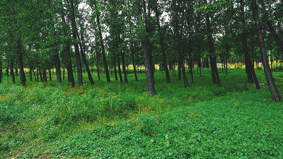 green, plant, tree, land, growth, green color, grass, tranquility HD wallpaper