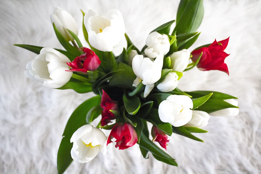 White And Red Tulip Flowers, bloom, blossom, bouquet, flora, petals HD wallpaper