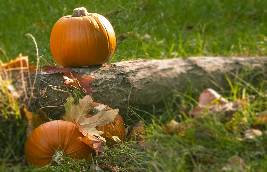 brown squashes on tree roots, plant, vegetable, pumpkin, food HD wallpaper