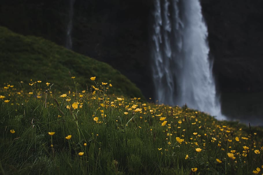 iceland, waterfall, nature, field, flowers, plant, flowering plant HD wallpaper