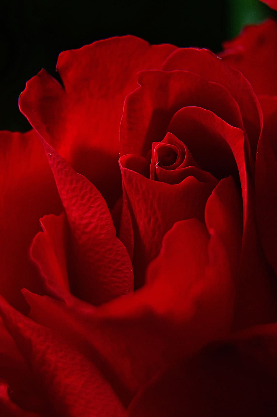 HD wallpaper: rose, rose petals, red rose, romantic, love, romance ...