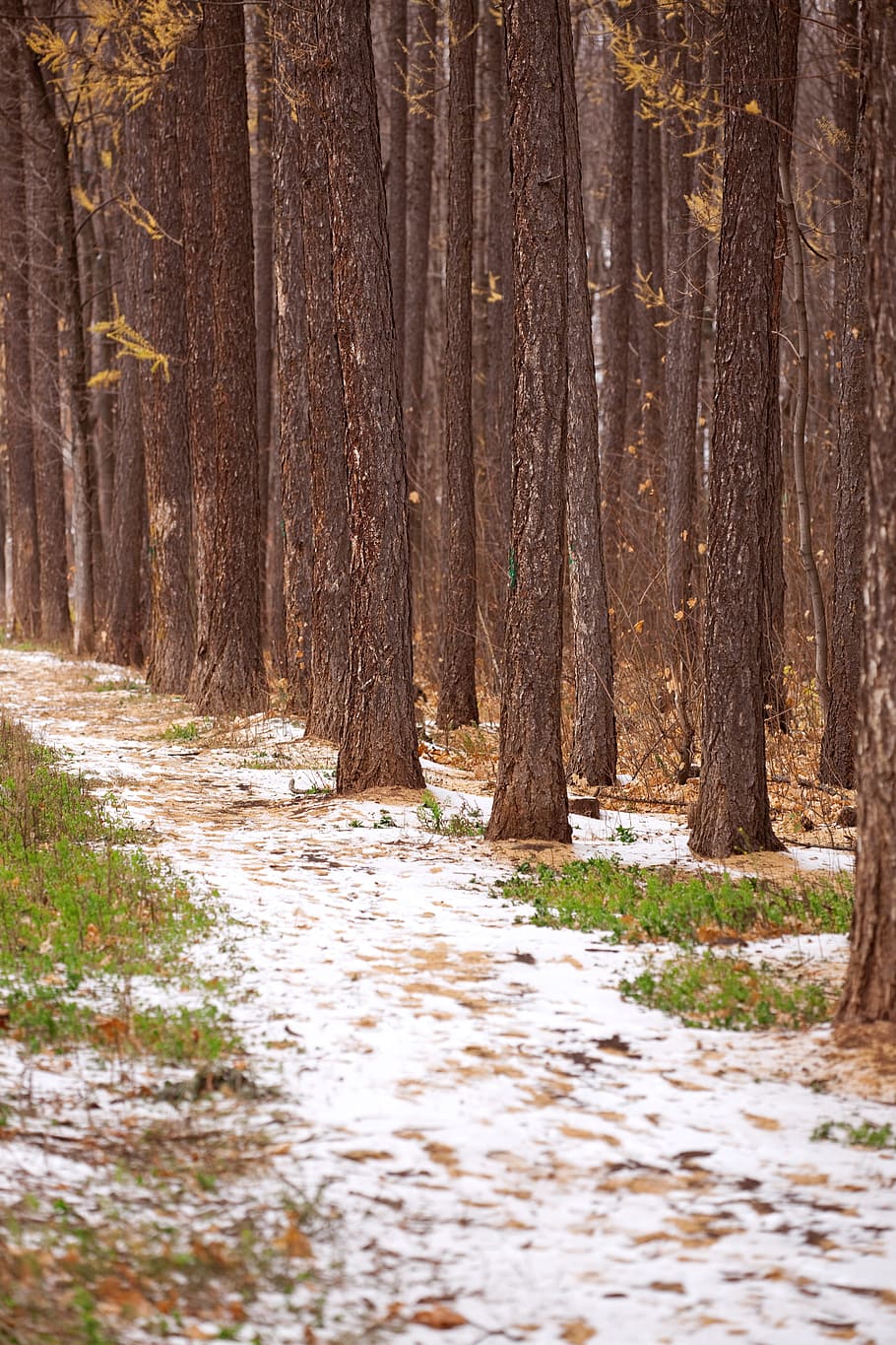 trees, path, woods, road, brown, bark, plant, forest, land HD wallpaper