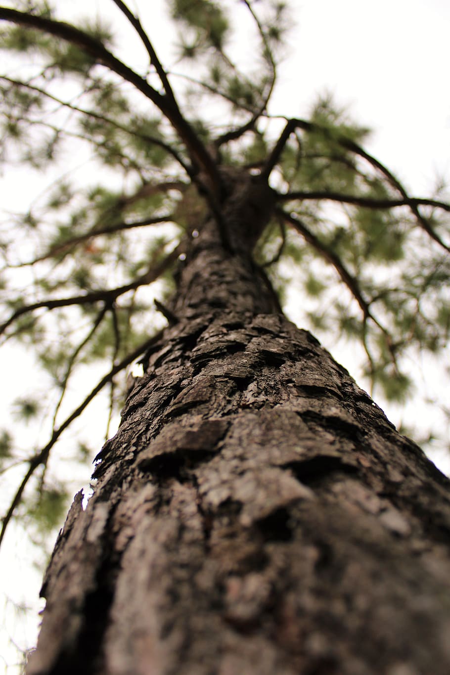 tree, wood, forest, nature, trunk, low angle view, tree trunk HD wallpaper