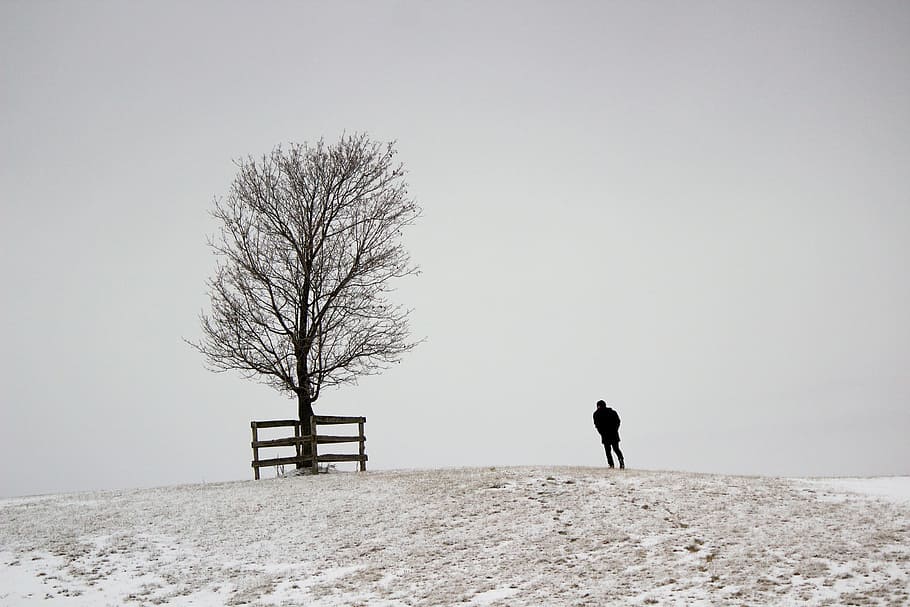 A figure and a tree on a snowy hill with foggy background, branch HD wallpaper
