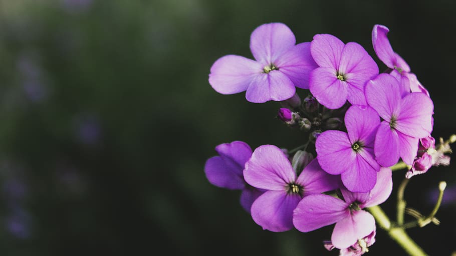 flower, green, macro, close up, flowering plant, freshness HD wallpaper