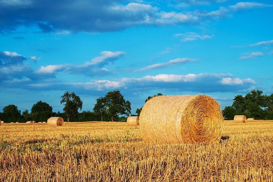 straw, straw bales, stubble, field, agriculture, harvest, cereals HD wallpaper