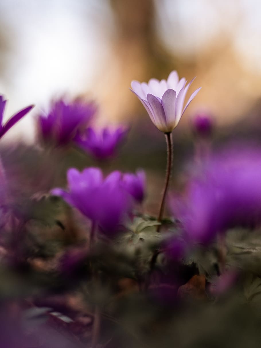 pink flowers on ground, flowering plant, vulnerability, fragility HD wallpaper