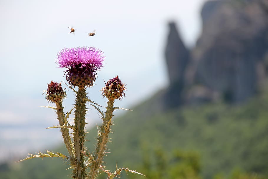 greece, nature, burr, flower, flowering plant, freshness, fragility HD wallpaper