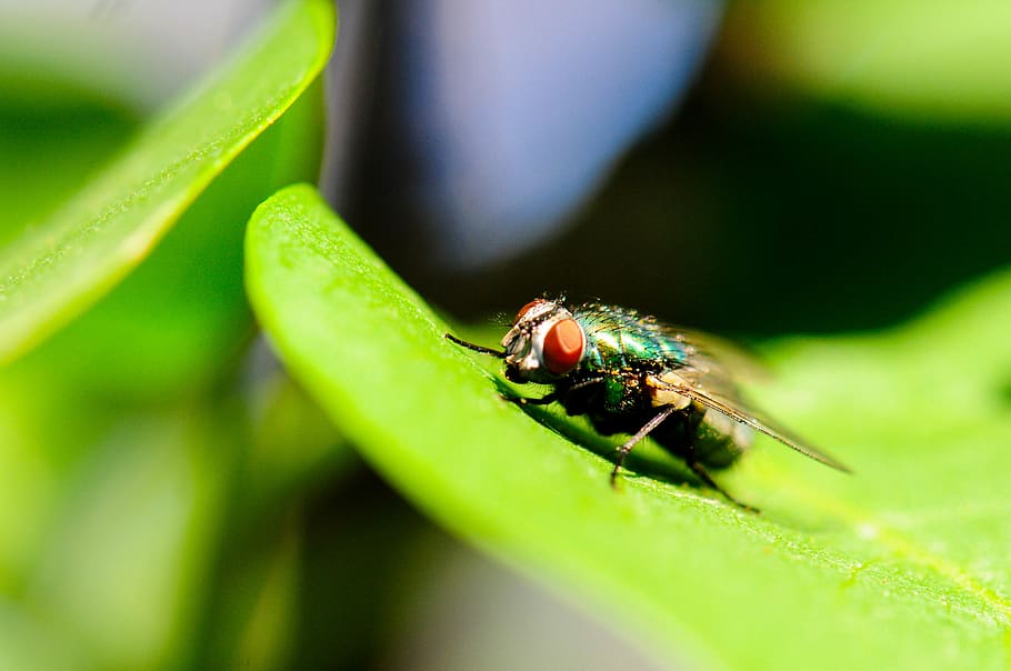 fly on green leaf, insect, animal, invertebrate, asilidae, bee HD wallpaper