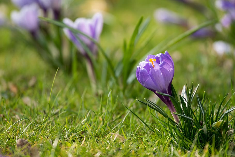 crocus, spring, nature, flower, plant, purple, blossom, bloom HD wallpaper