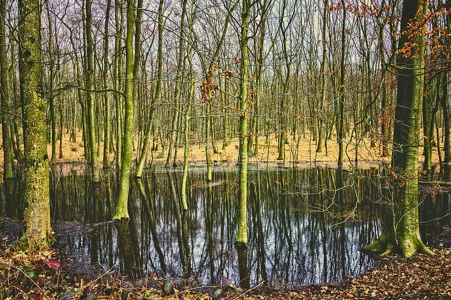 forest, trees, water, mirroring, swamp, nature, landscape, light HD wallpaper