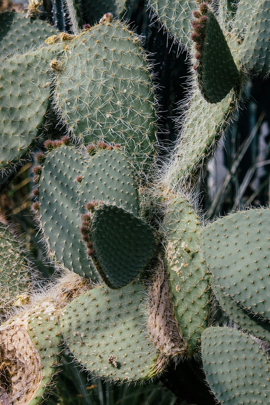green cactus, succulent plant, thorn, green color, growth, close-up HD wallpaper