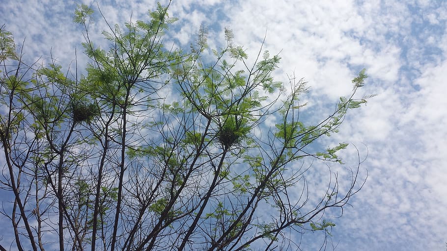 nature, tree, clouds, white, blue, plant, growth, beauty in nature HD wallpaper