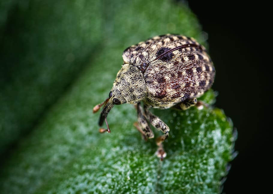 Macro Shot of Gray Insect, animal, beetle, bug, close-up, color HD wallpaper