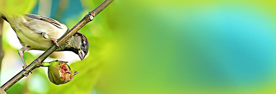banner, digital, graphics, bird, sparrow, eat, color, spring HD wallpaper