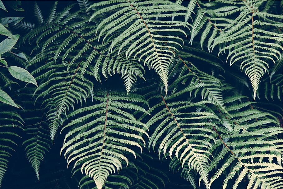 leaves, plants, growth, green color, no people, leaf, nature HD wallpaper