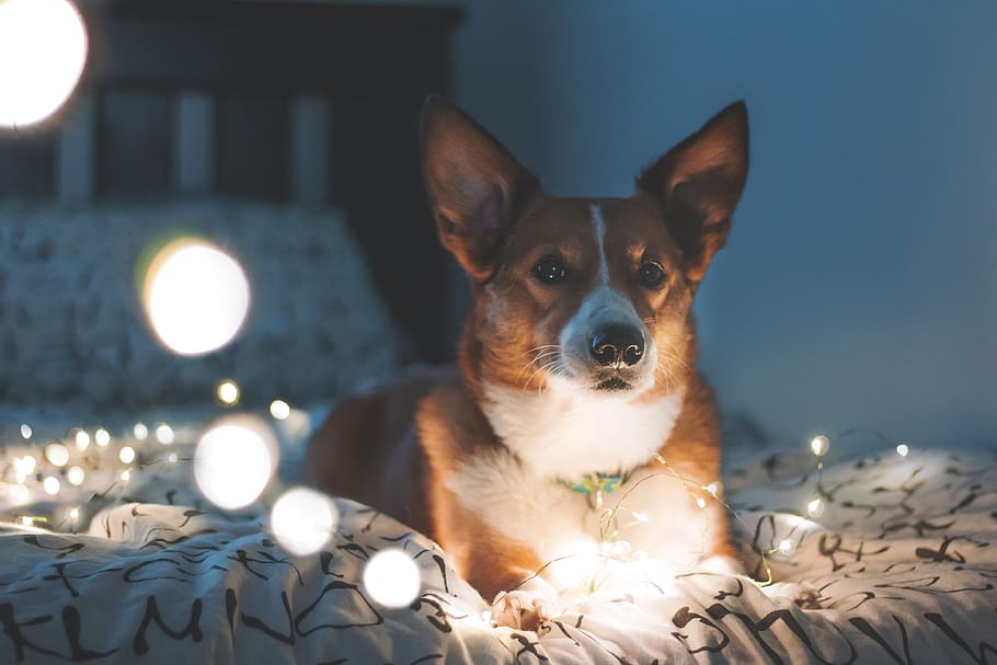 dog on bed, pet, canine, animal, mammal, furniture, corgi, bedroom HD wallpaper