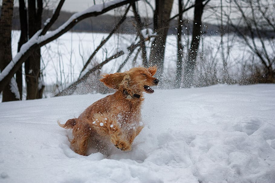 dog, devotion, animal, each, animals, pet, mammal, snow, winter HD wallpaper
