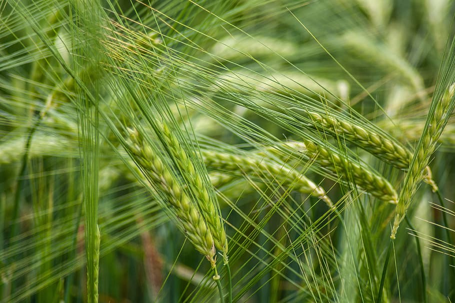 cereals, grain, field, cornfield, nature, green color, plant HD wallpaper