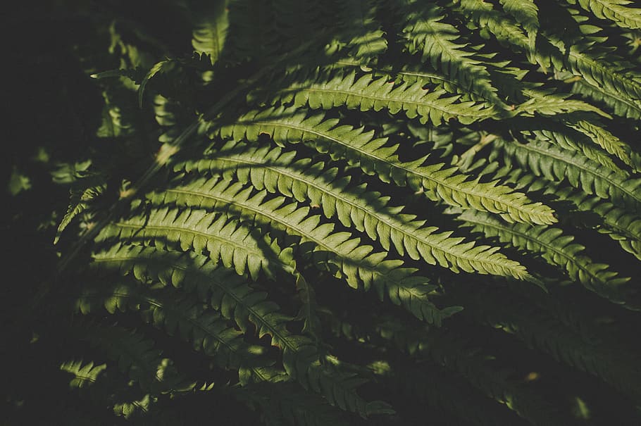 Green Leafed Plant, close-up, dark, daylight, environment, fern HD wallpaper