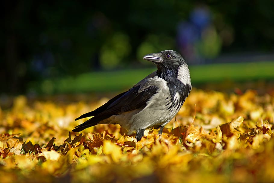 crow, bird, nature, beak, animal themes, one animal, vertebrate HD wallpaper
