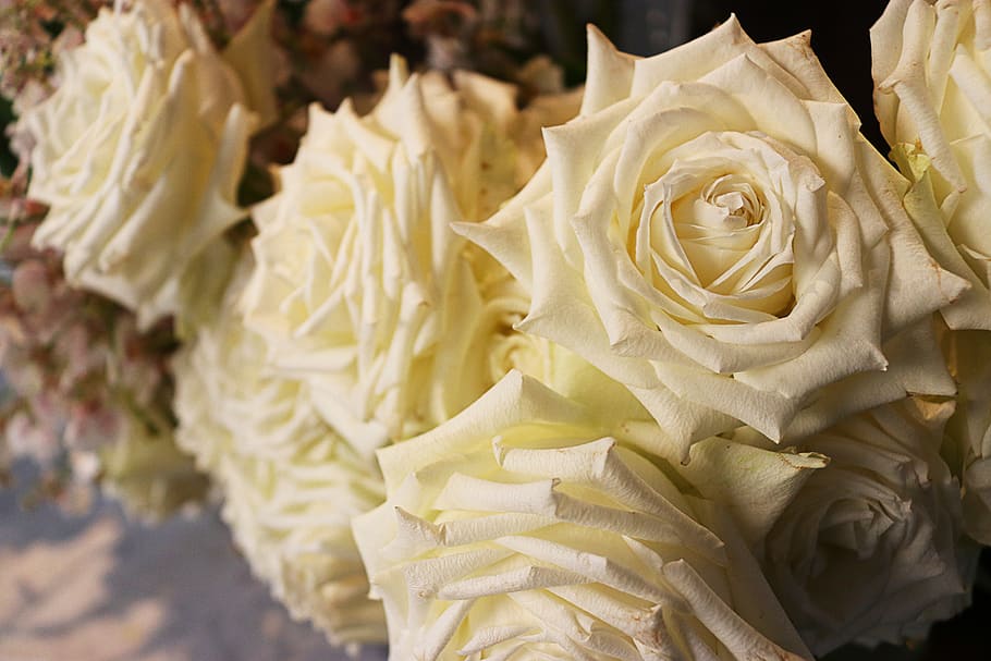 australia, alexandria, the grounds of alexandria, white, white roses, HD wallpaper