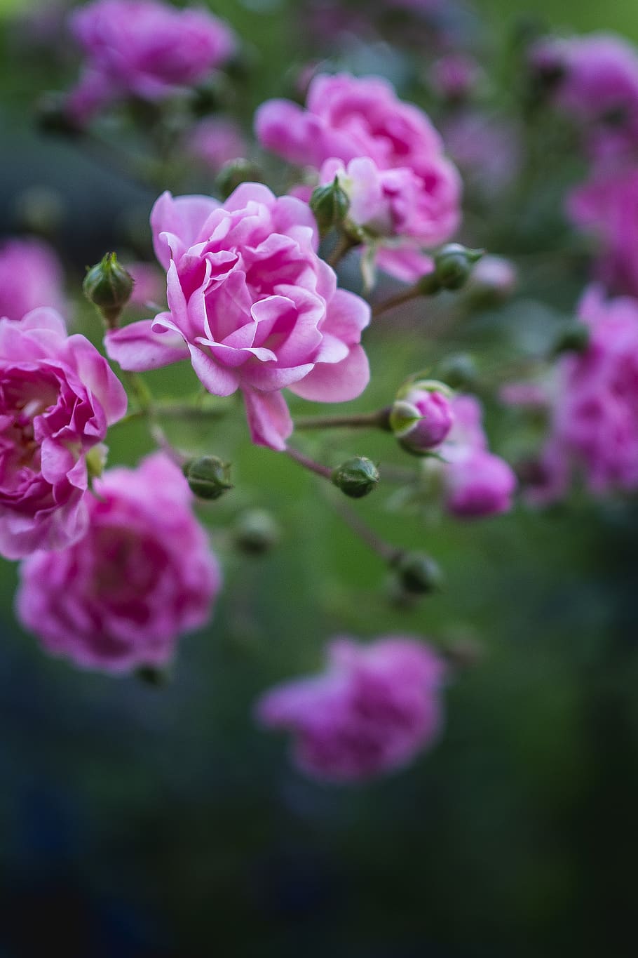 purple-petaled flower, flowering plant, freshness, fragility HD wallpaper