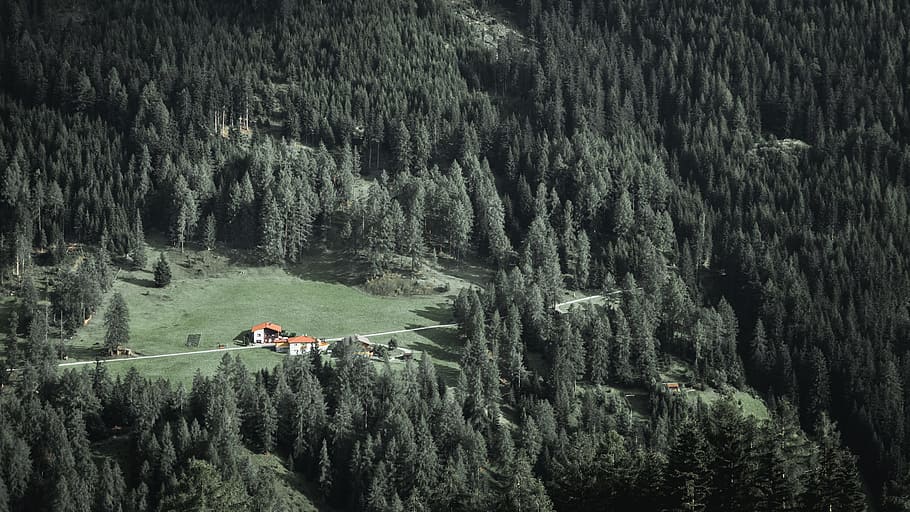 green grass nlawn, forest, tree, house, home, road, dark, remote HD wallpaper