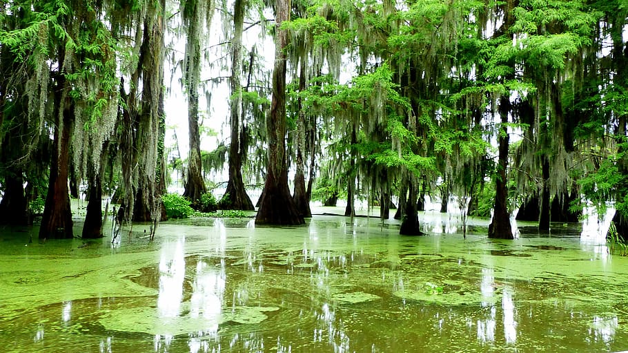 bayou, louisiana, marsh, alligator, water, river, cypress, foam