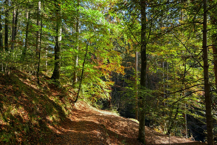 trail, forest path, away, landscape, mood, promenade, mystical HD wallpaper