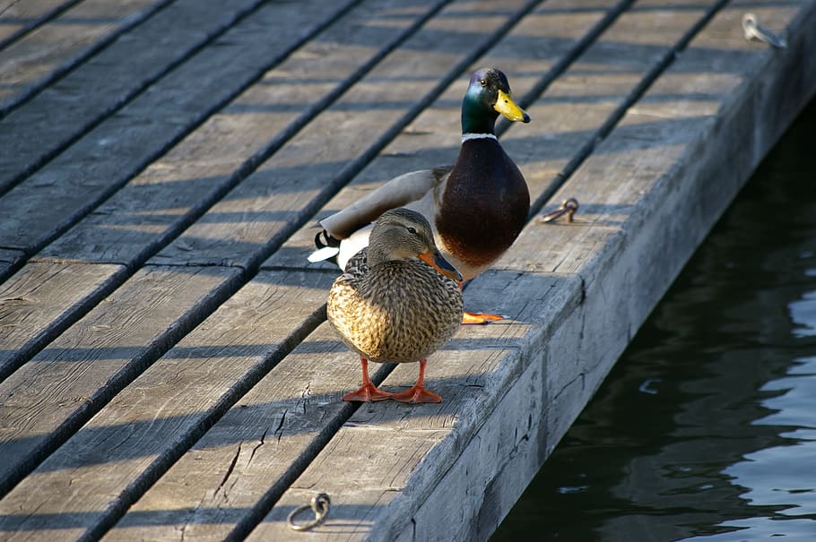ducks, lake, water, web, rest, bird, animal themes, vertebrate HD wallpaper