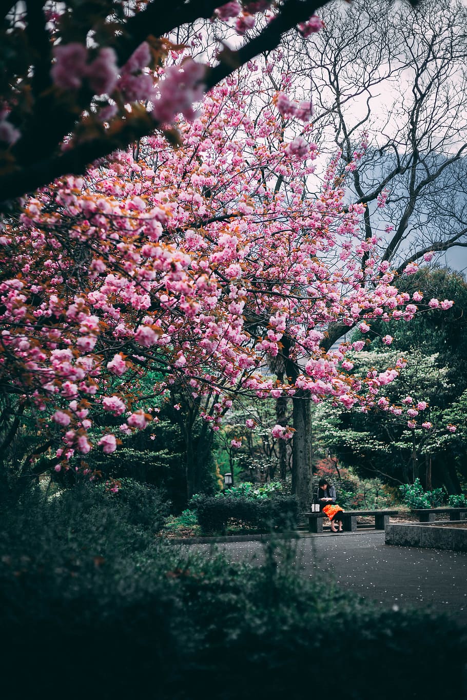 plant, flower, flowering plant, tree, springtime, blossom, beauty in nature HD wallpaper