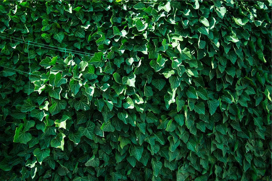 green, plants, leaves, green color, growth, plant part, full frame HD wallpaper