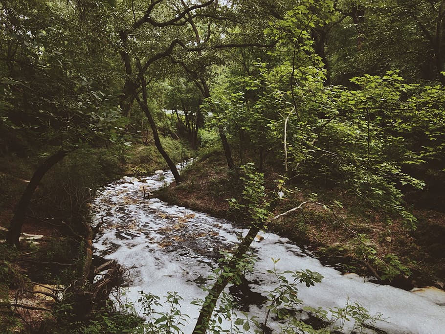 falling creek, trees, forest, river, waterfall, nature, plant HD wallpaper