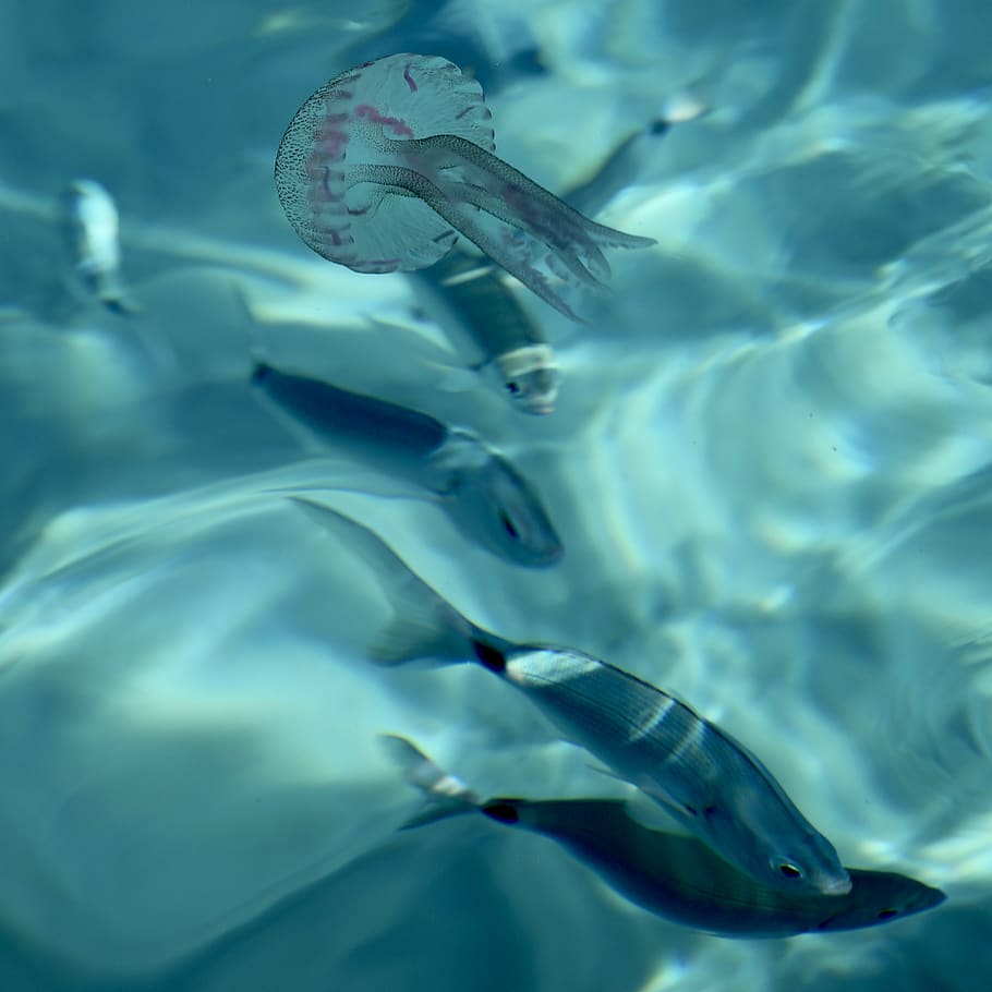 gray fishes, water, sea, underwater, animals in the wild, animal themes HD wallpaper