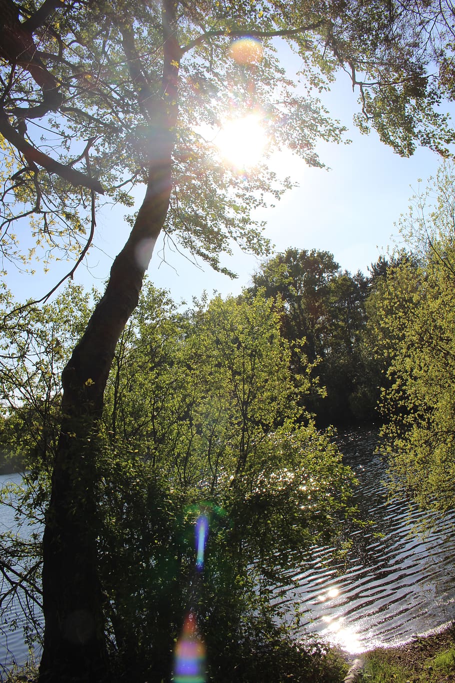 tree, sunlight, sunshine, sunbeam, sun rays, yellow, summer HD wallpaper