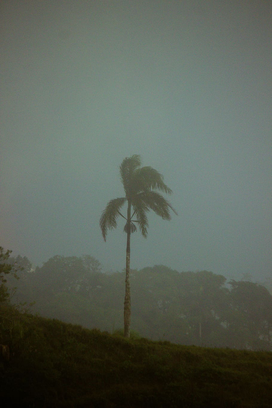 coconut tree, weather, plant, outdoors, fog, palm tree, arecaceae HD wallpaper