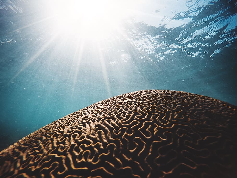 brown coral under the body of water with sun streaks in closeup photography HD wallpaper