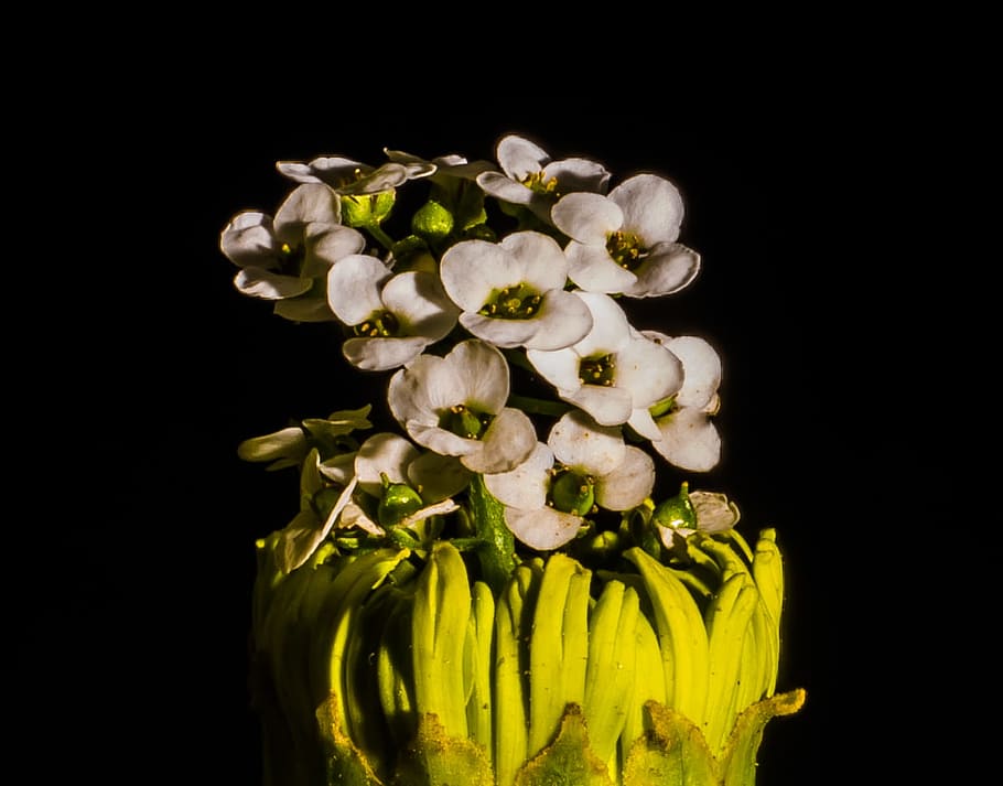 white, flowers, macro, plants, nature, dark, studio shot, black background HD wallpaper
